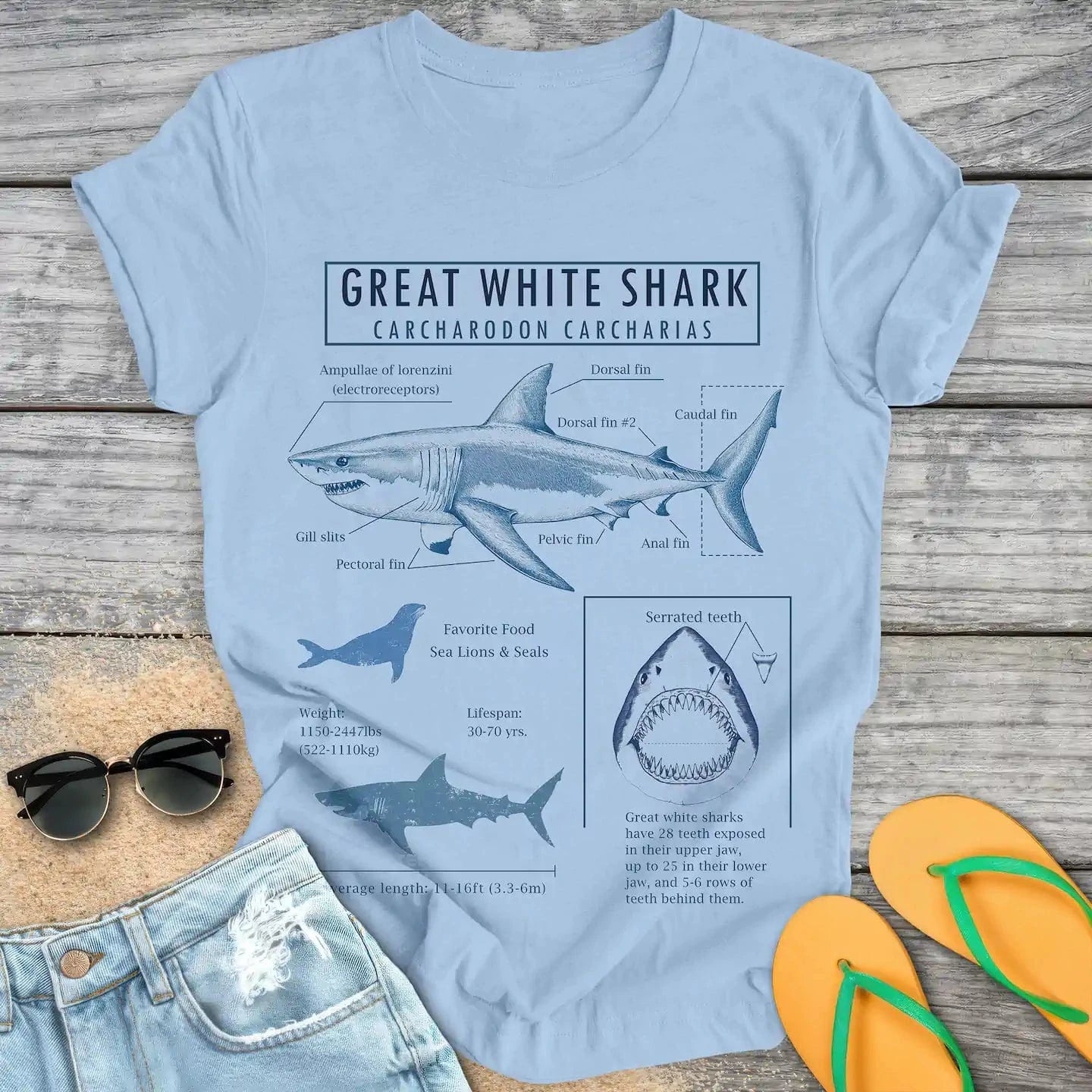 Great White Shark Anatomy