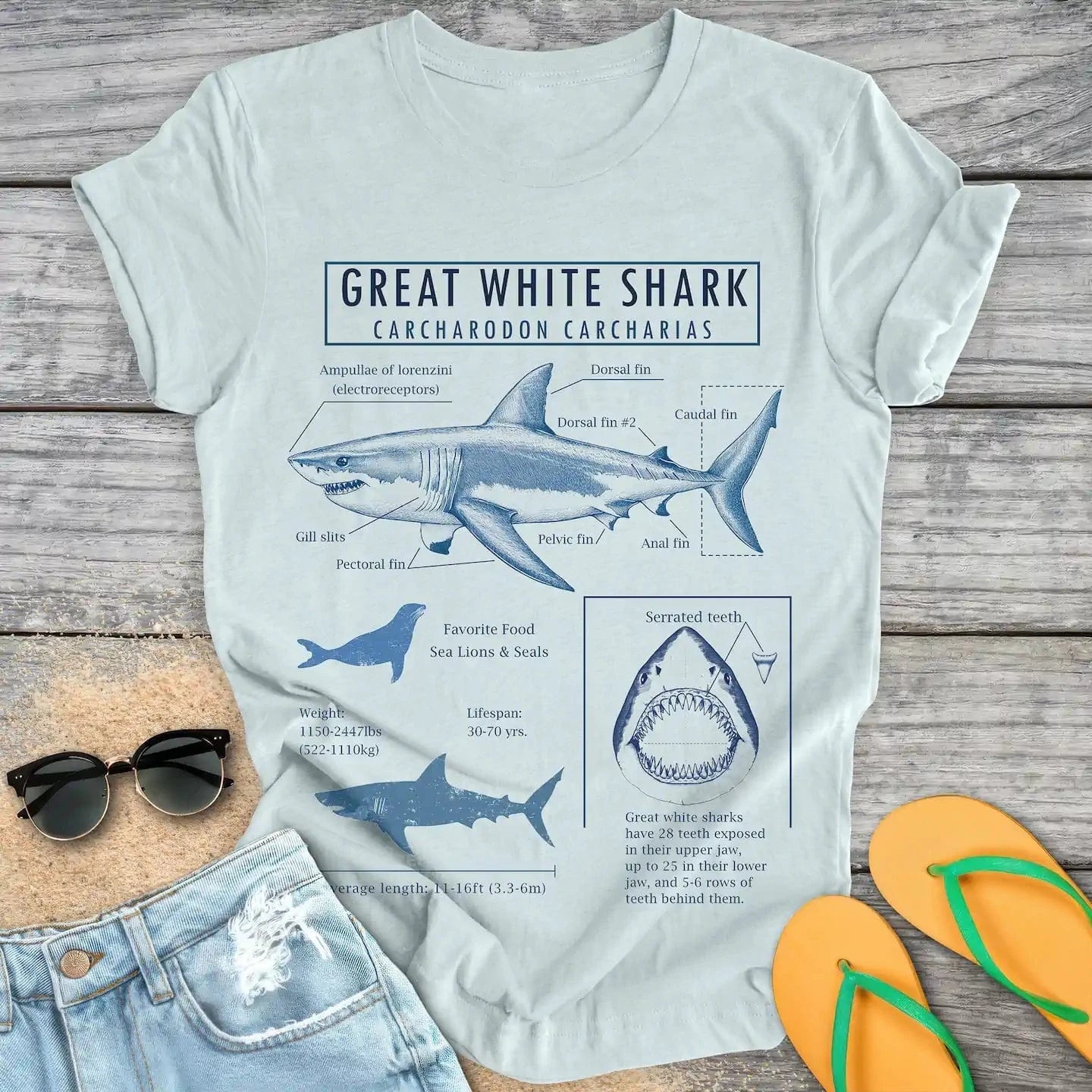 Great White Shark Anatomy