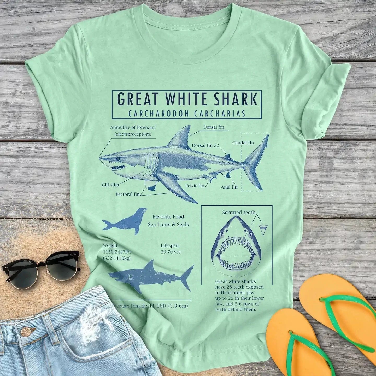 Great White Shark Anatomy