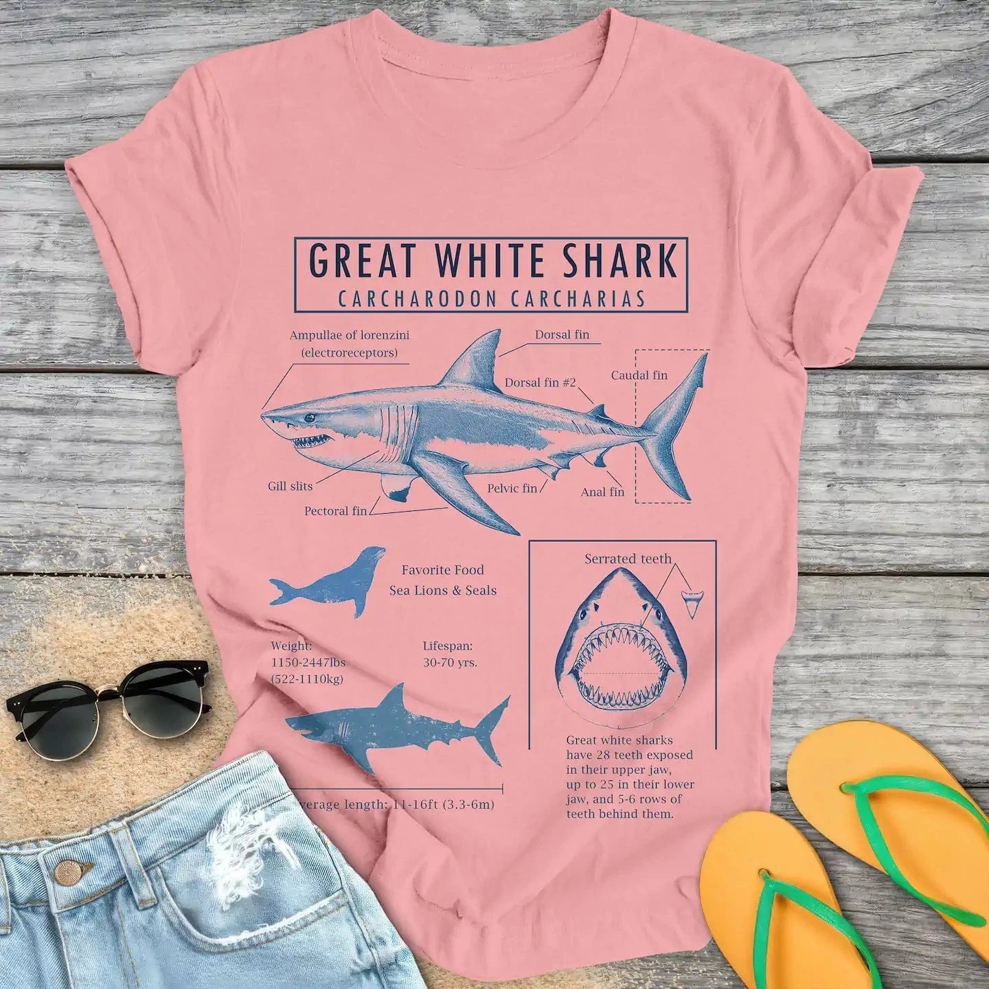 Great White Shark Anatomy