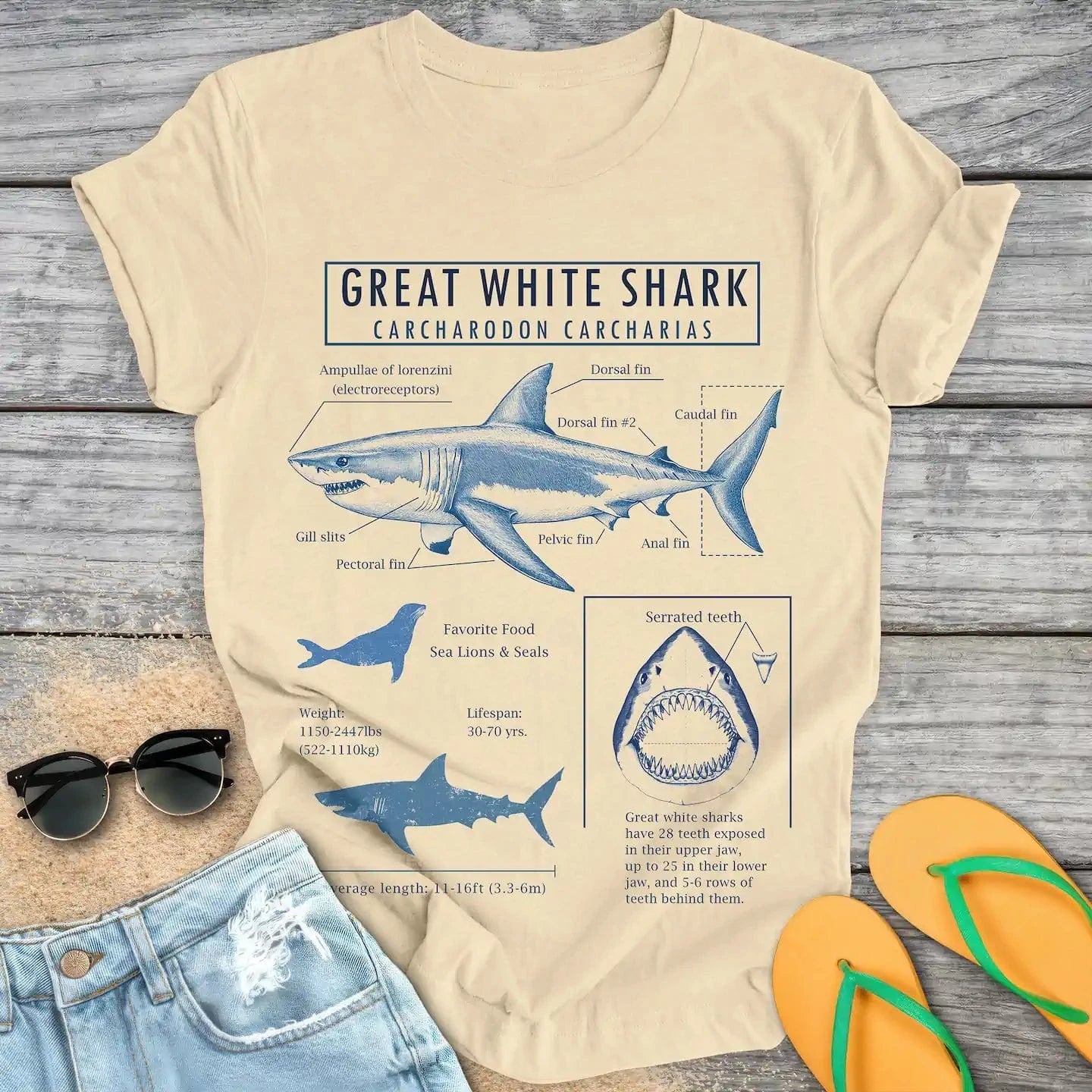 Great White Shark Anatomy