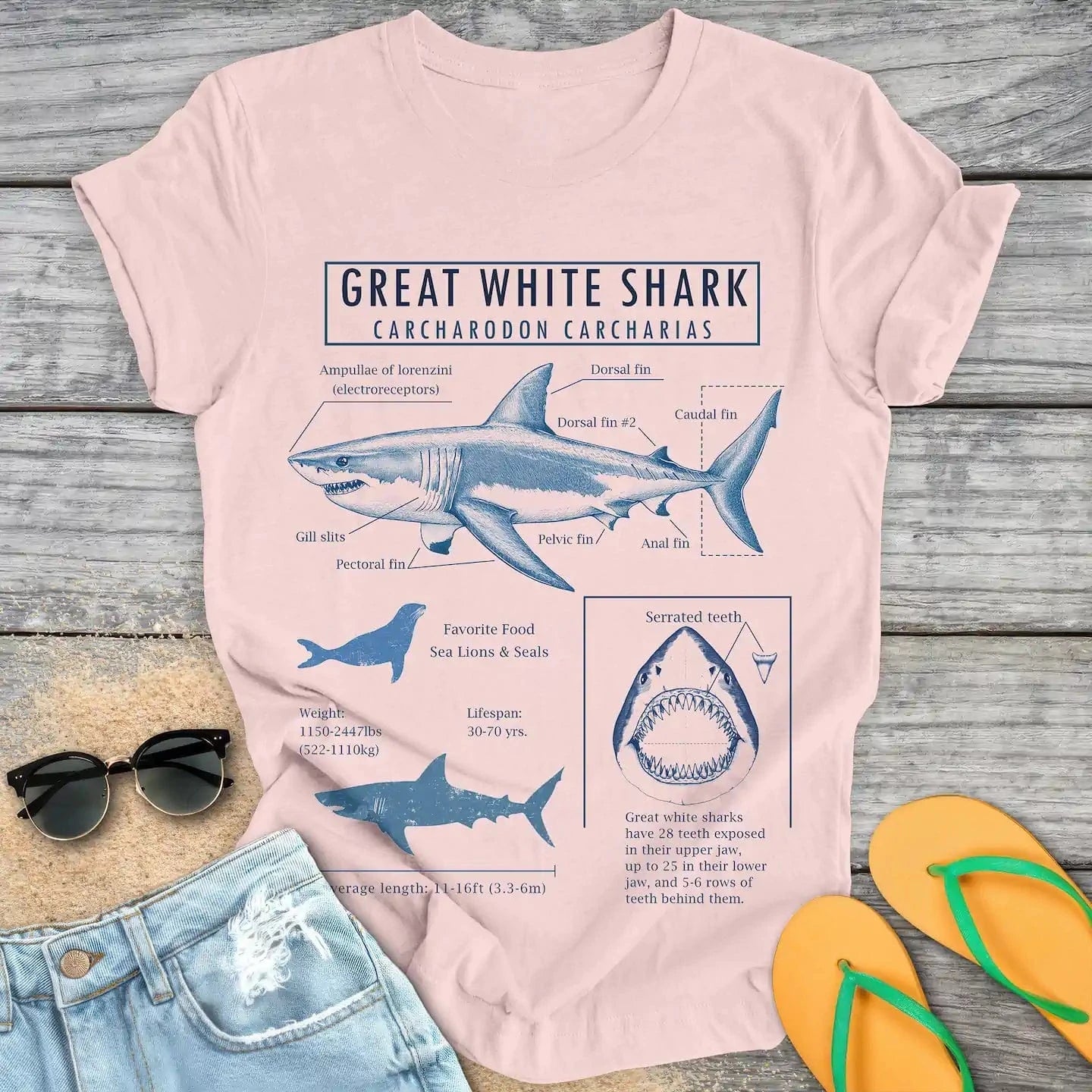 Great White Shark Anatomy