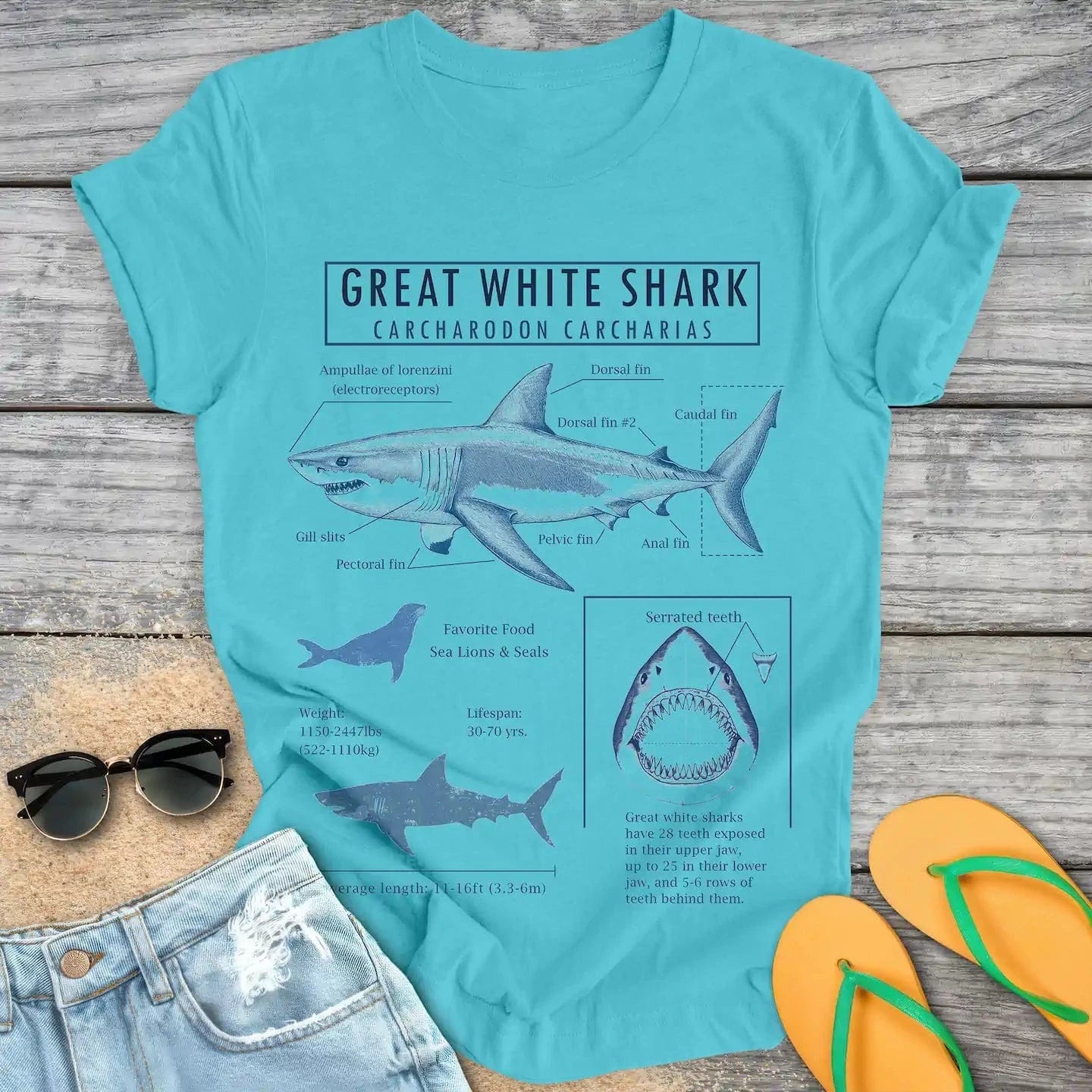 Great White Shark Anatomy