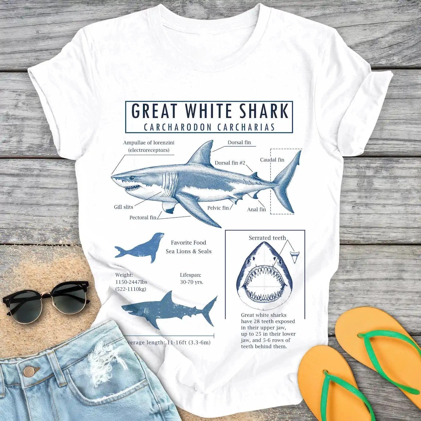 Great White Shark Anatomy